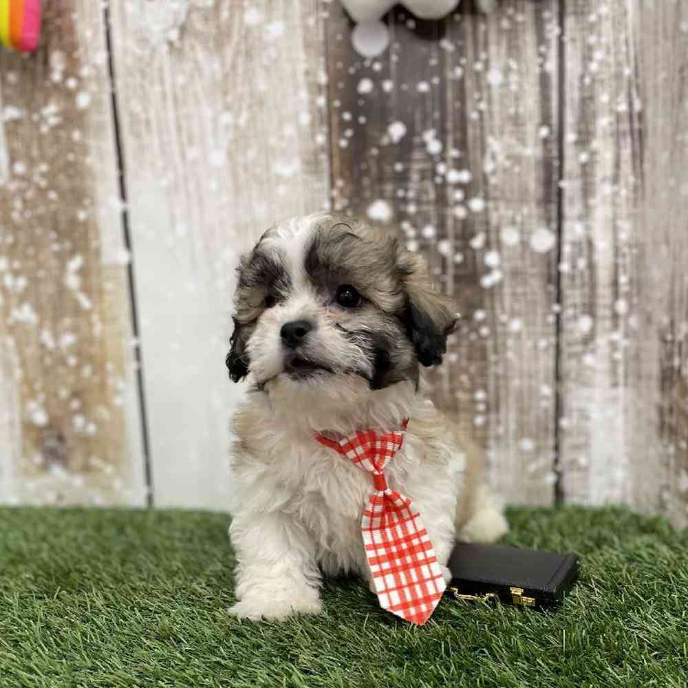 Male Teddy Bear (Zuchon) Puppy for Sale in Braintree, MA