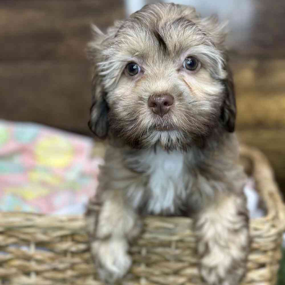 Female Havanese Puppy for Sale in Saugus, MA