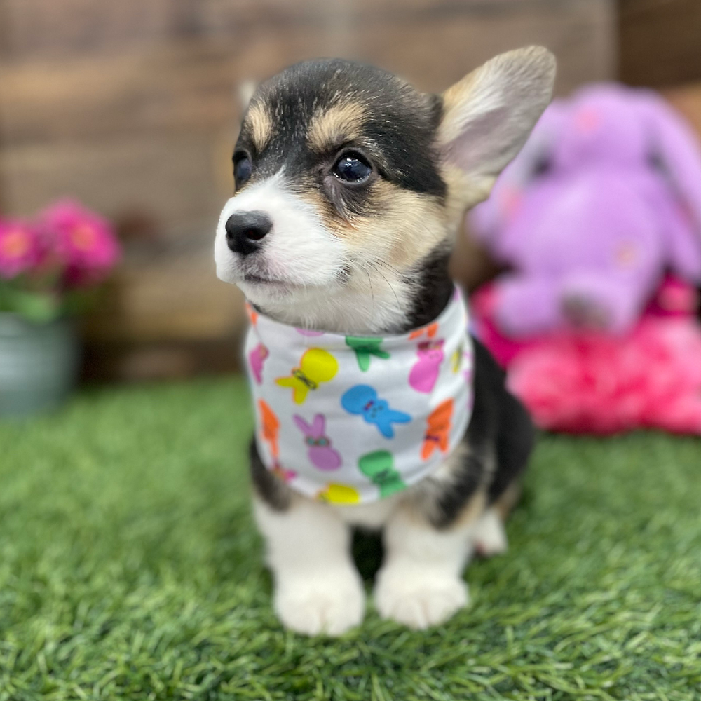 Female Pembroke Welsh Corgi Puppy for Sale in Braintree, MA