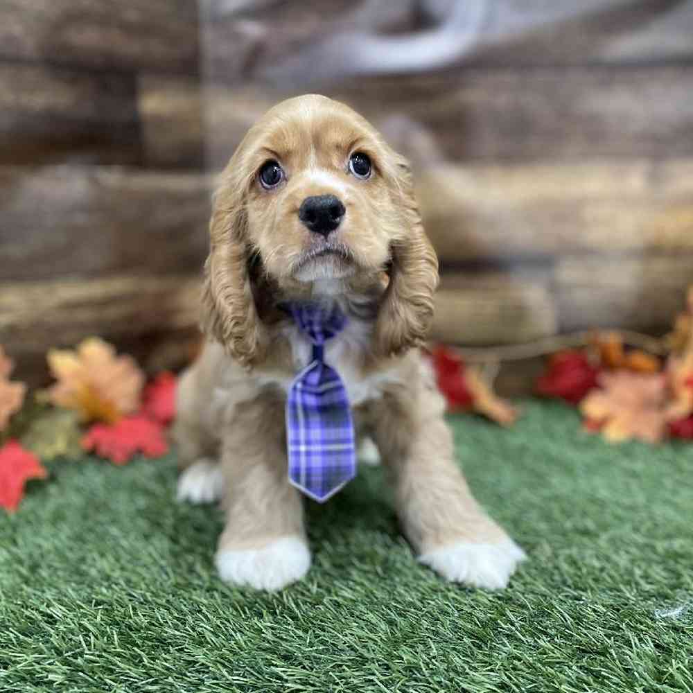 Male Cocker Spaniel Puppy for Sale in Braintree, MA