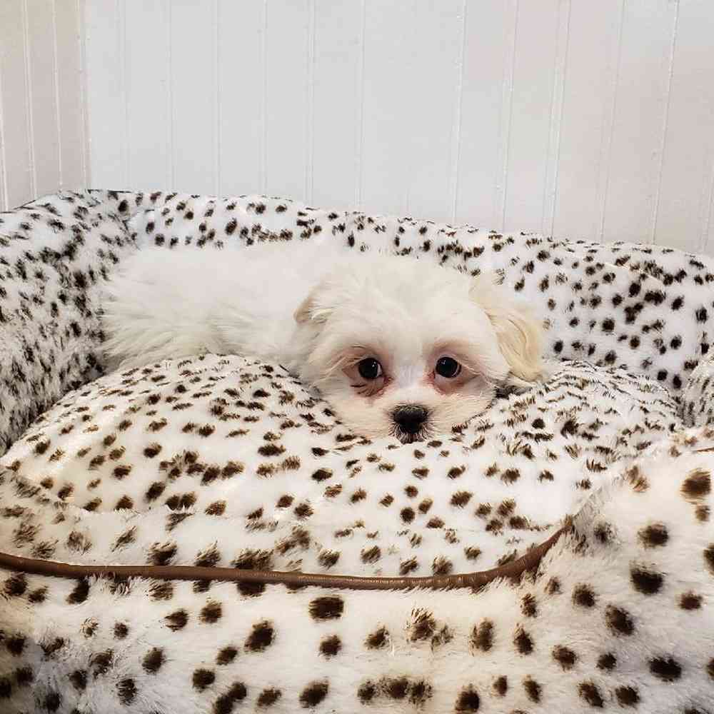 Male Shih-Poo Puppy for sale