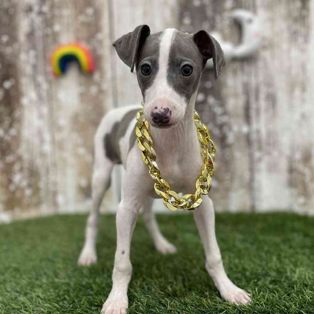 Male Italian Greyhound Puppy for Sale in Braintree, MA