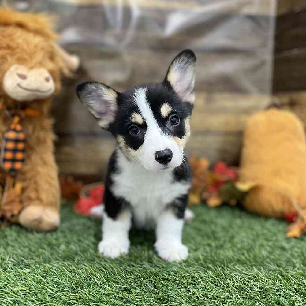 Female Pembroke Welsh Corgi Puppy for Sale in Braintree, MA