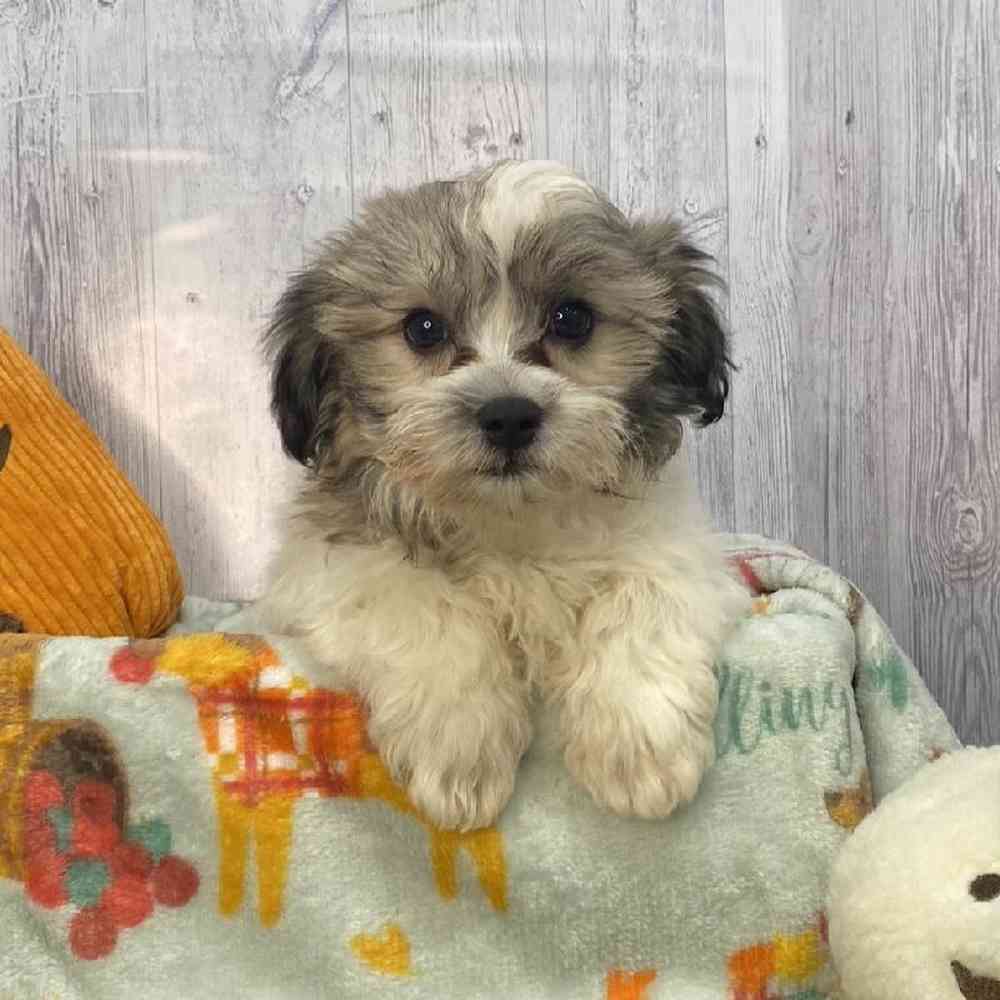 Male Teddy Bear (Zuchon) Puppy for Sale in Saugus, MA