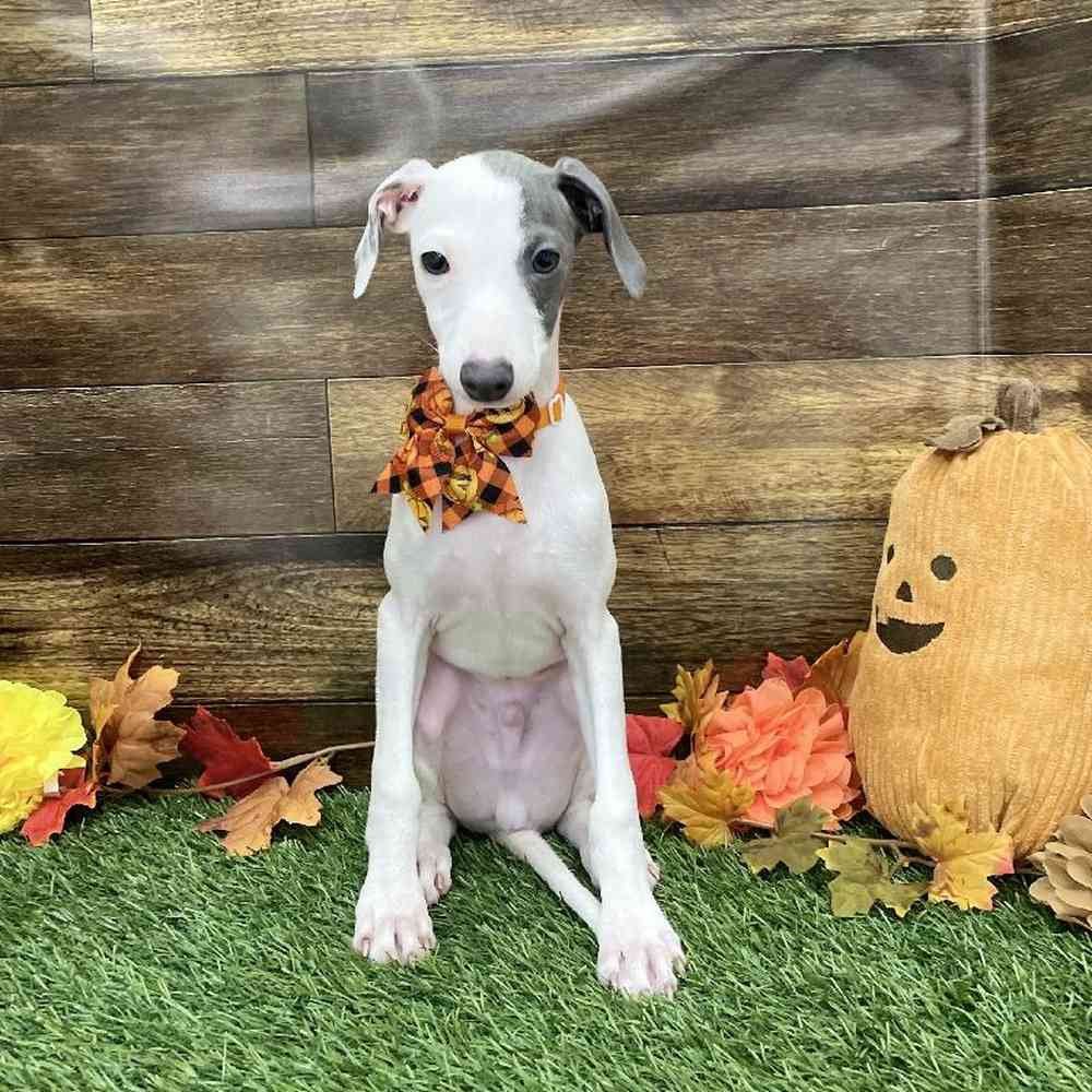 Male Italian Greyhound Puppy for Sale in Braintree, MA