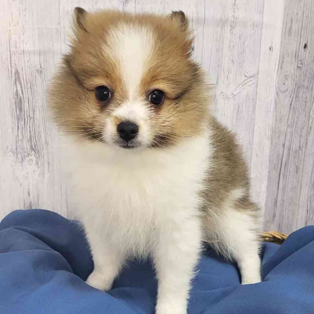 Male Pomeranian Puppy for Sale in Saugus, MA