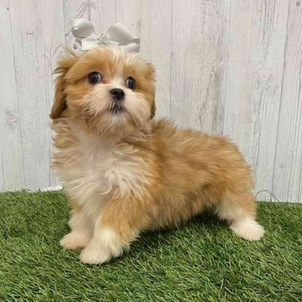 Female Lhasa Apso Puppy for Sale in Braintree, MA