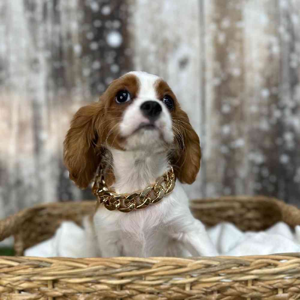 Male Cavalier King Charles Spaniel Puppy for Sale in Saugus, MA