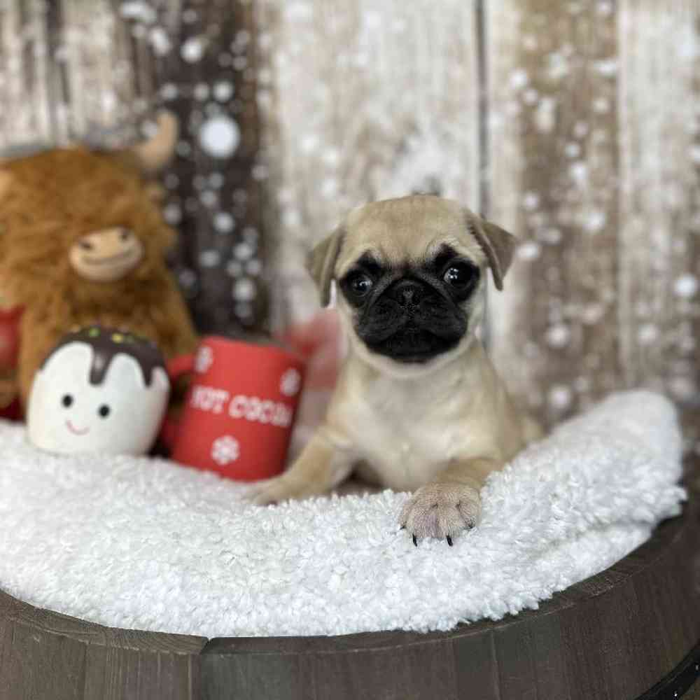 Female Pug Puppy for Sale in Saugus, MA