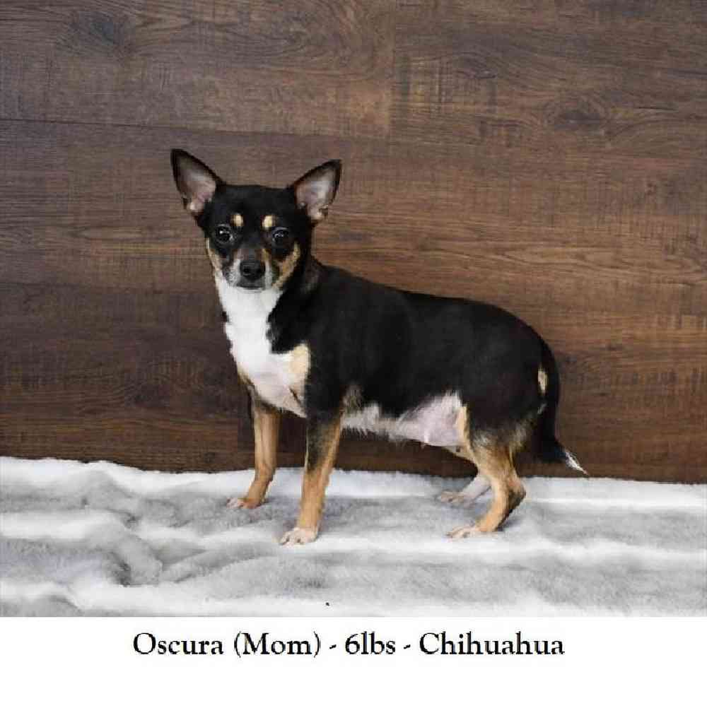 Female Chihuahua Puppy for Sale in Saugus, MA
