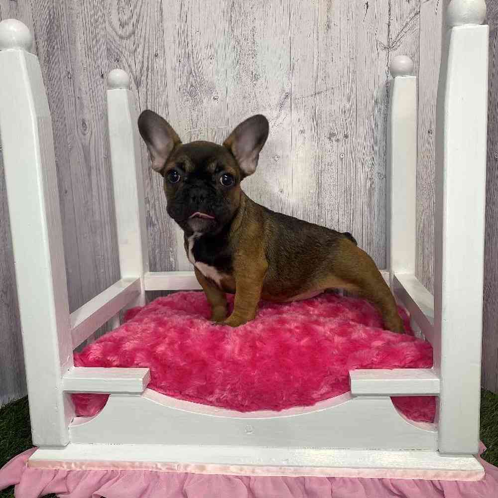 Female French Bulldog Puppy for Sale in Saugus, MA