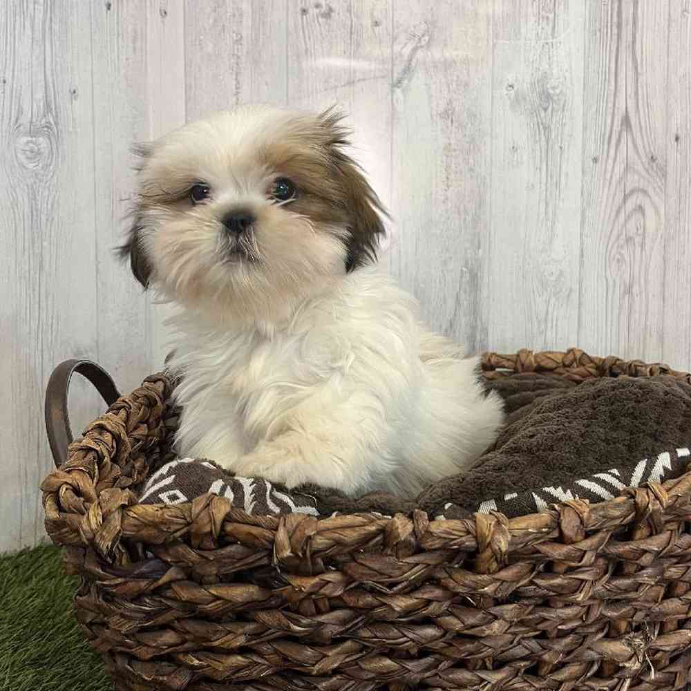 Male Shih Tzu Puppy for Sale in Saugus, MA