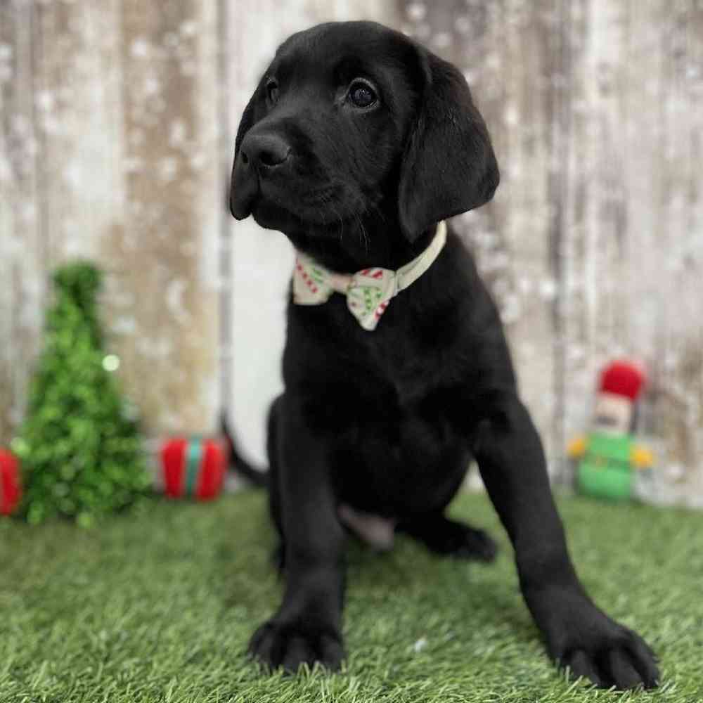 Male Labrador Retriever Puppy for Sale in Braintree, MA