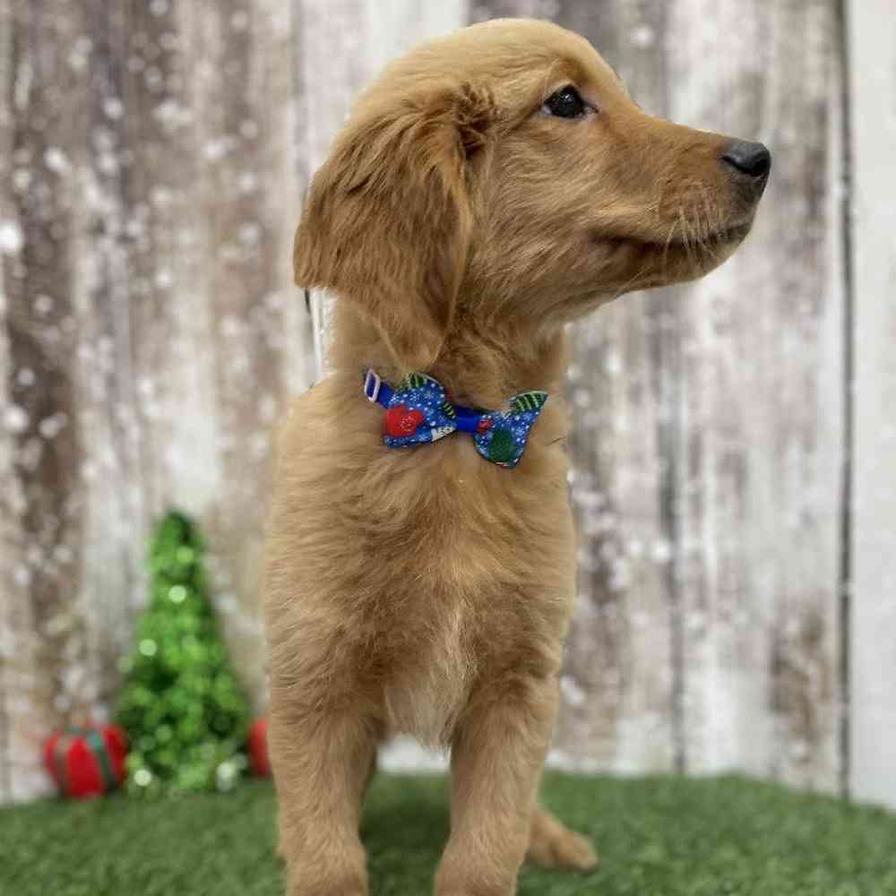 Male Golden Retriever Puppy for Sale in Braintree, MA
