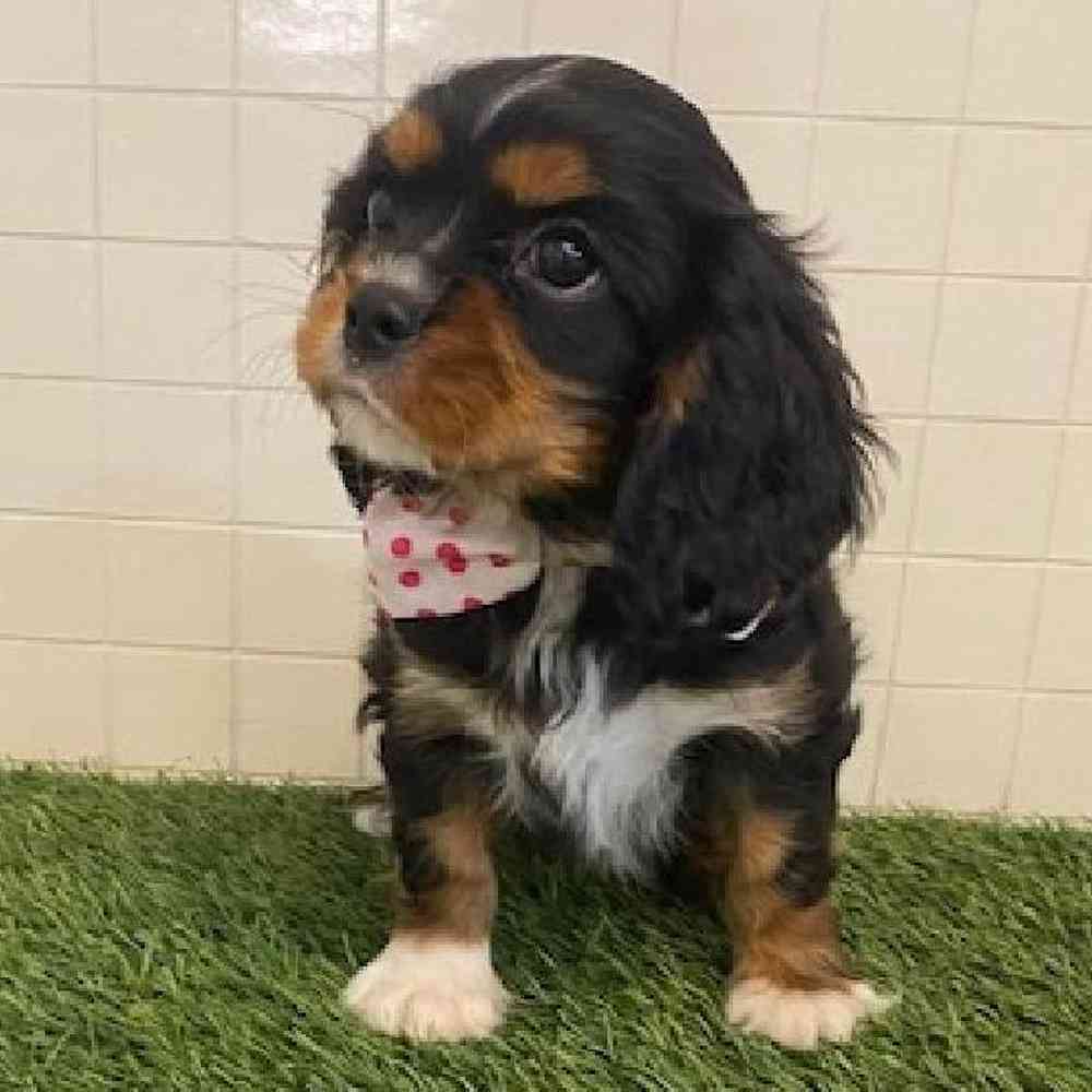 Male Cavalier King Charles Spaniel Puppy for sale
