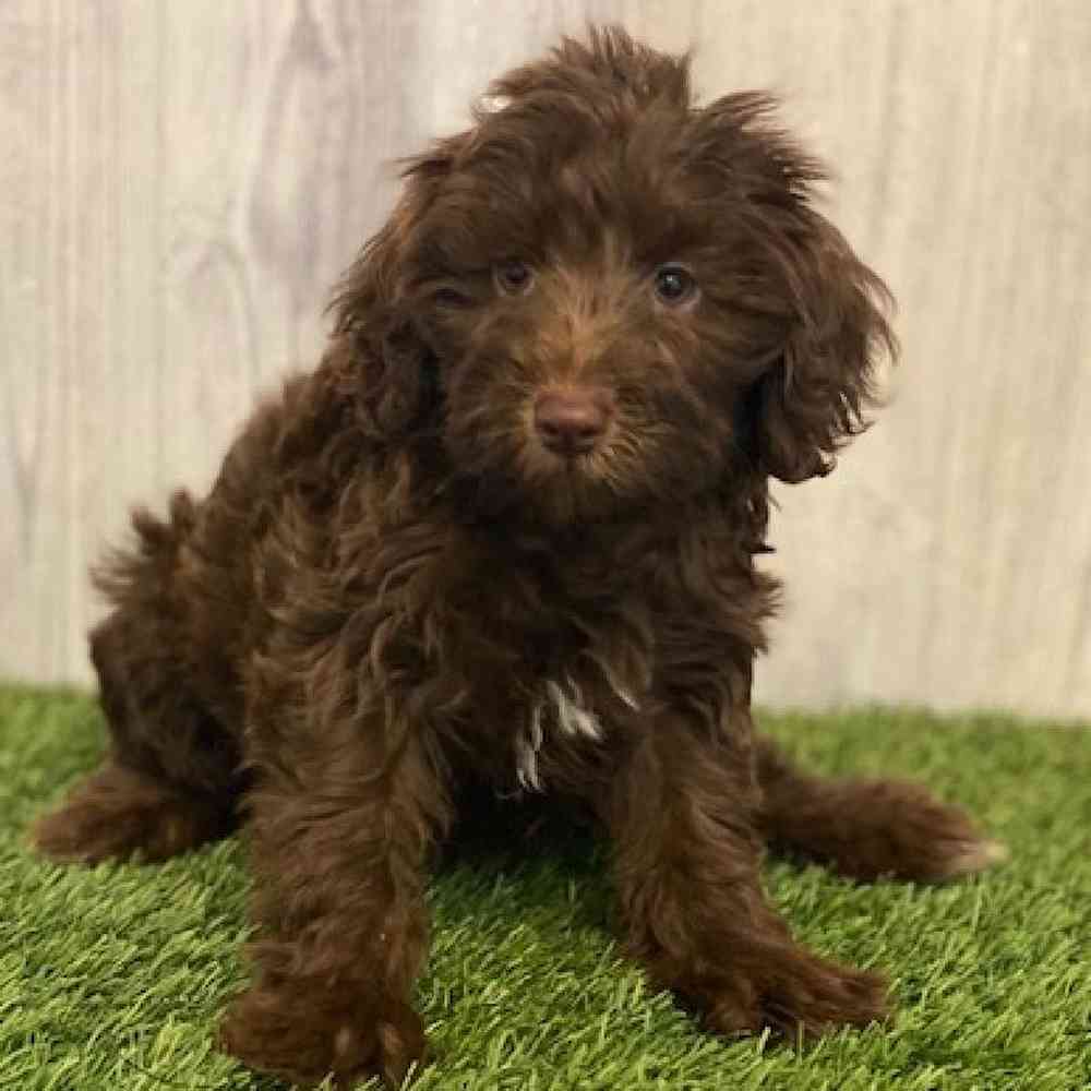 Female Mini Labradoodle Puppy for sale
