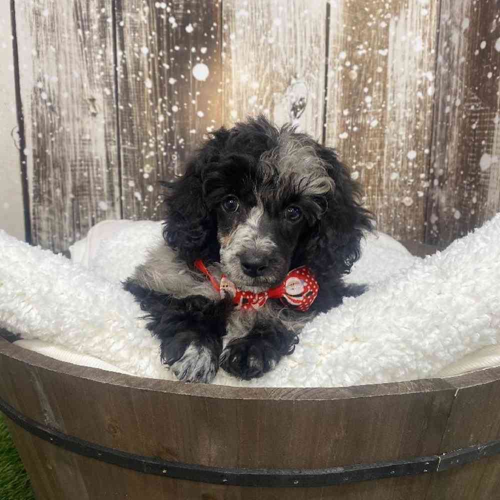Male Poodle (MINI) Puppy for Sale in Saugus, MA