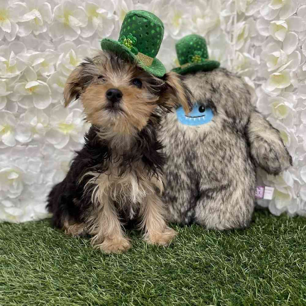 Male Yorkshire Terrier Puppy for Sale in Braintree, MA