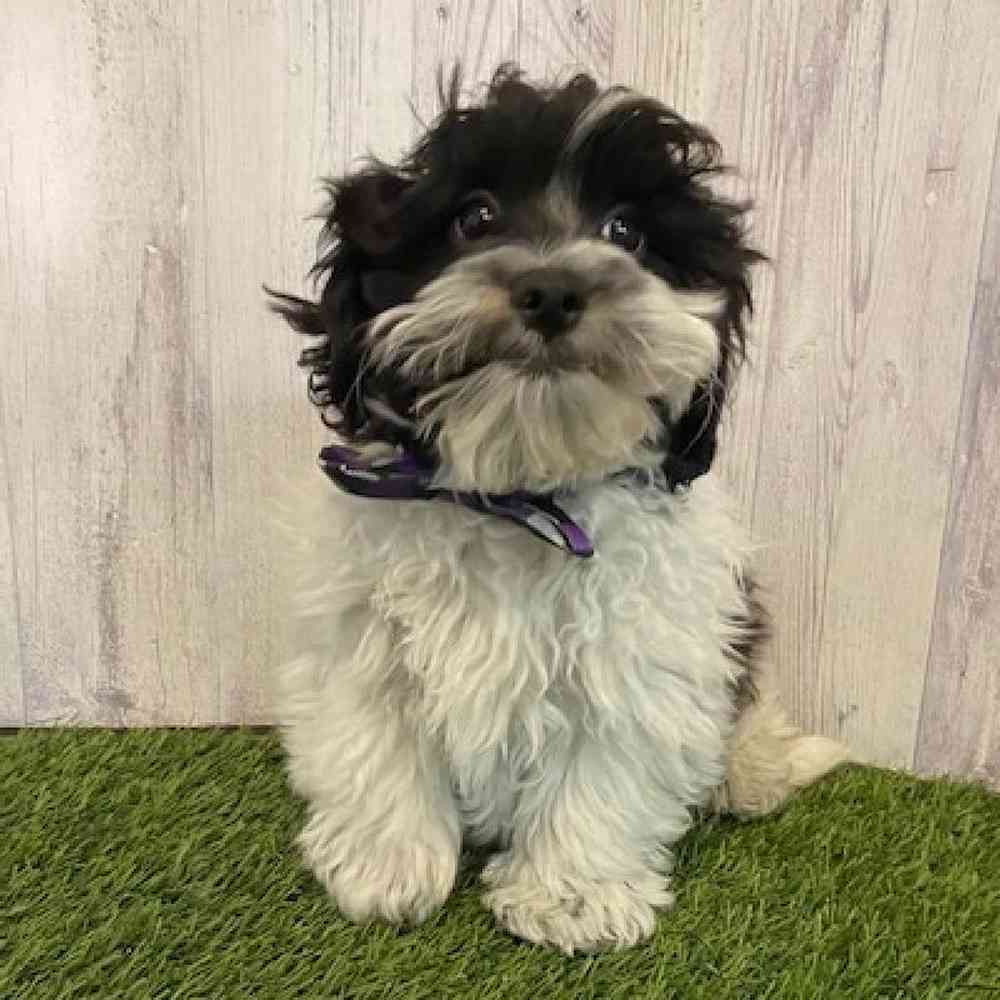 Male Shih-Poo Puppy for Sale in Saugus, MA