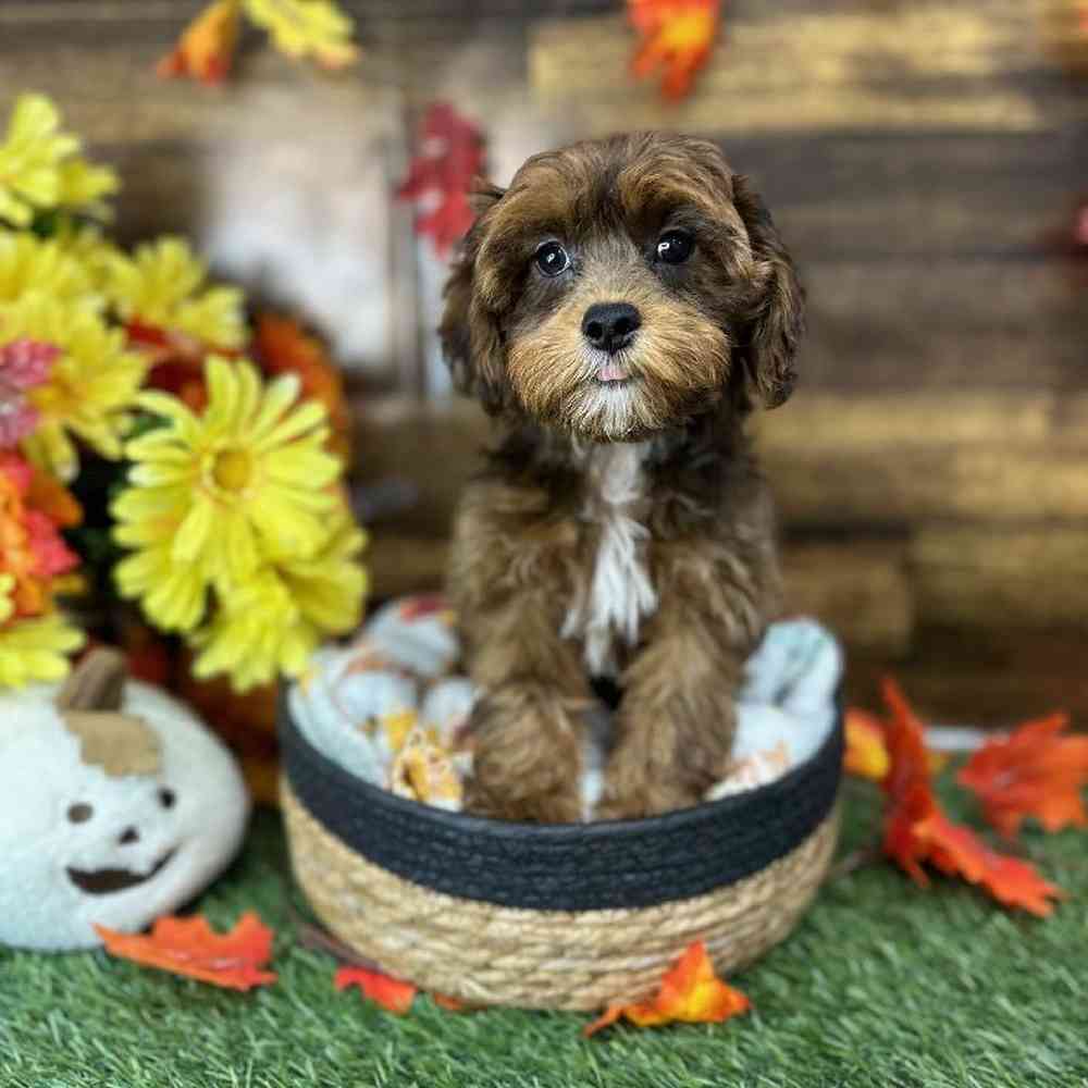 Male Lhasa-Poo Puppy for Sale in Saugus, MA