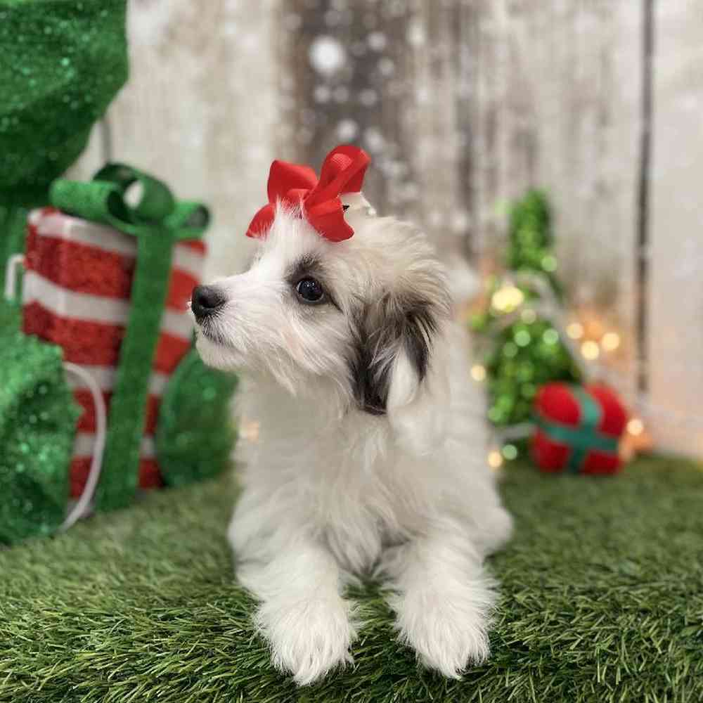 Female Coton De Tulear Puppy for Sale in Braintree, MA