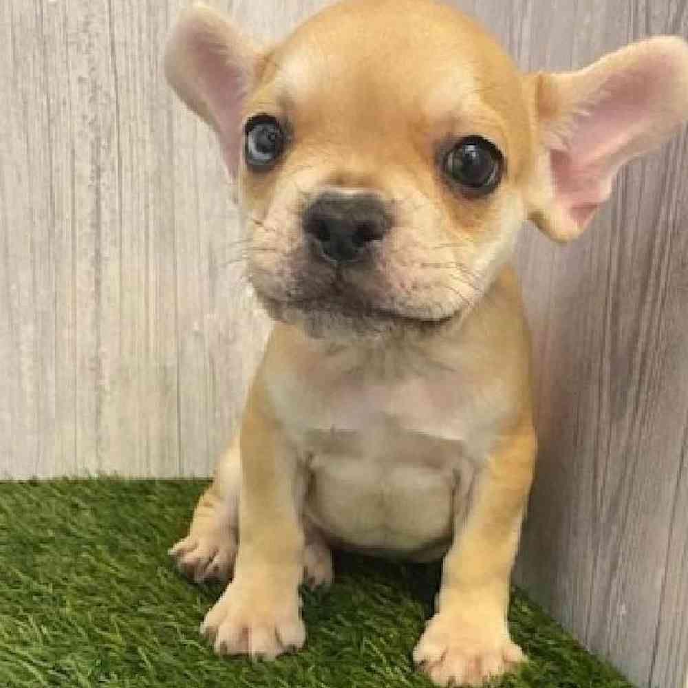 Male French Bulldog Puppy for sale