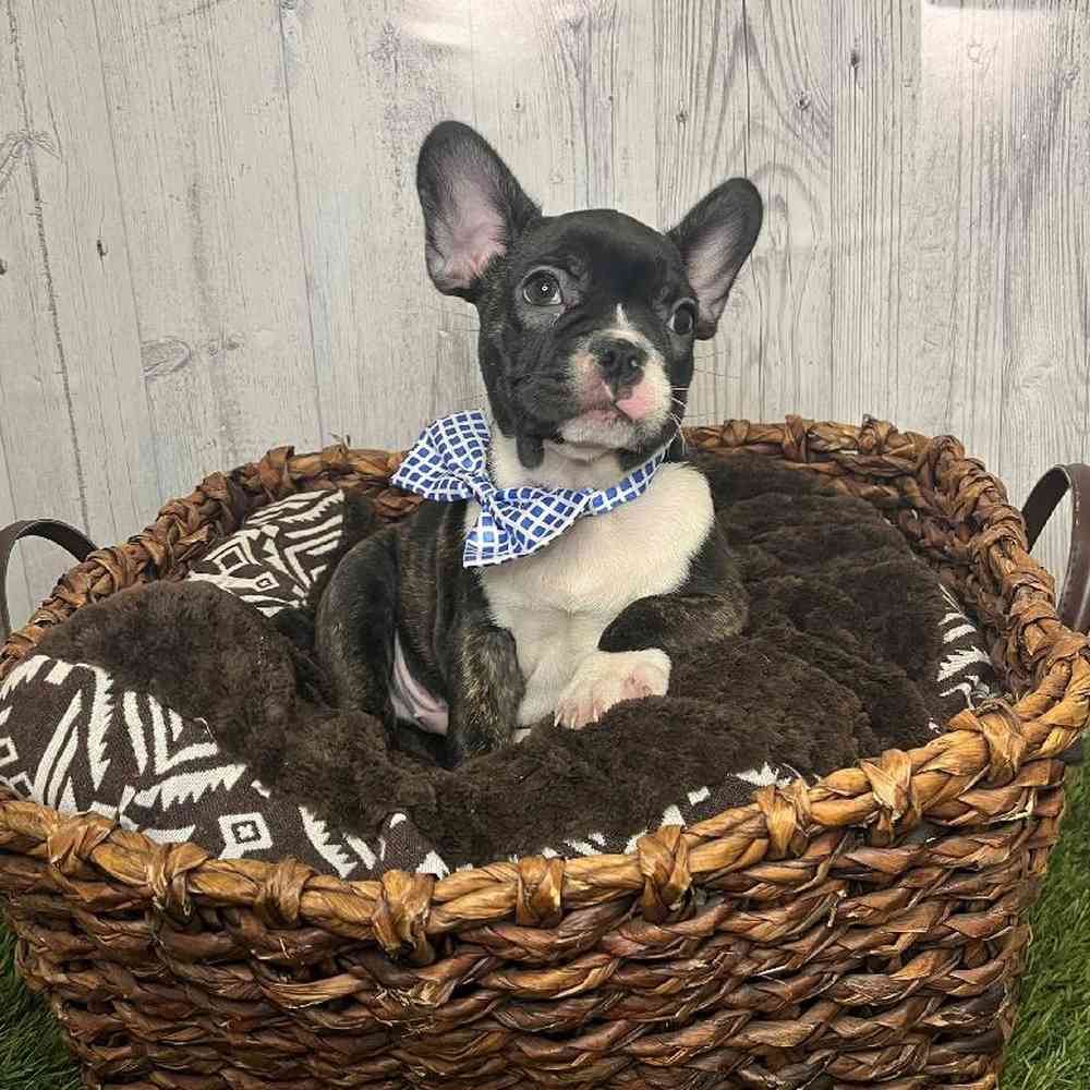 Male French Bulldog Puppy for sale