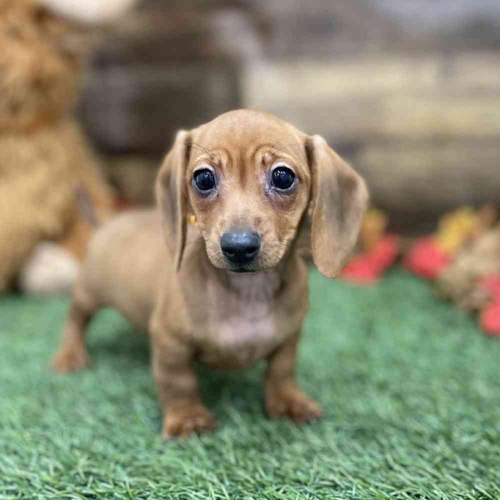 Female Dachshund Puppy for Sale in Braintree, MA