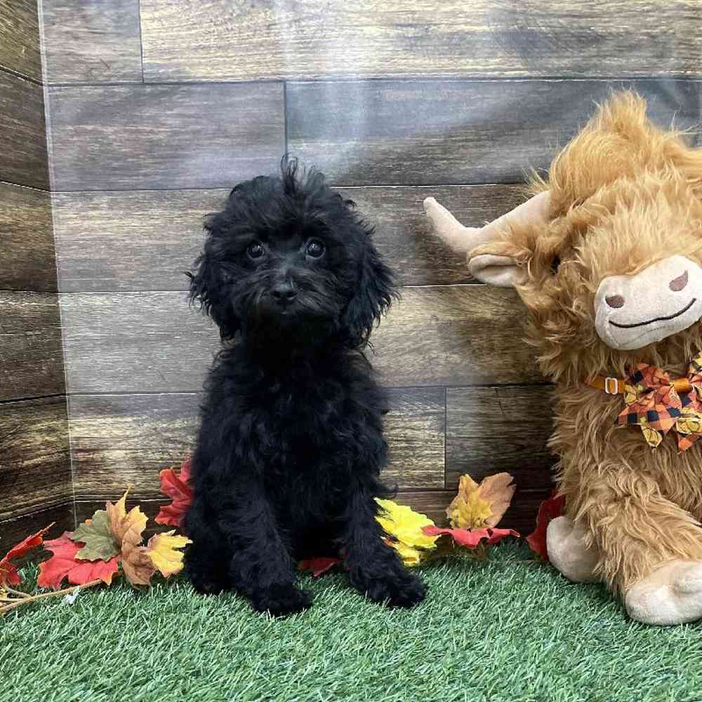 Female Cockapoo 2nd Gen Puppy for Sale in Braintree, MA