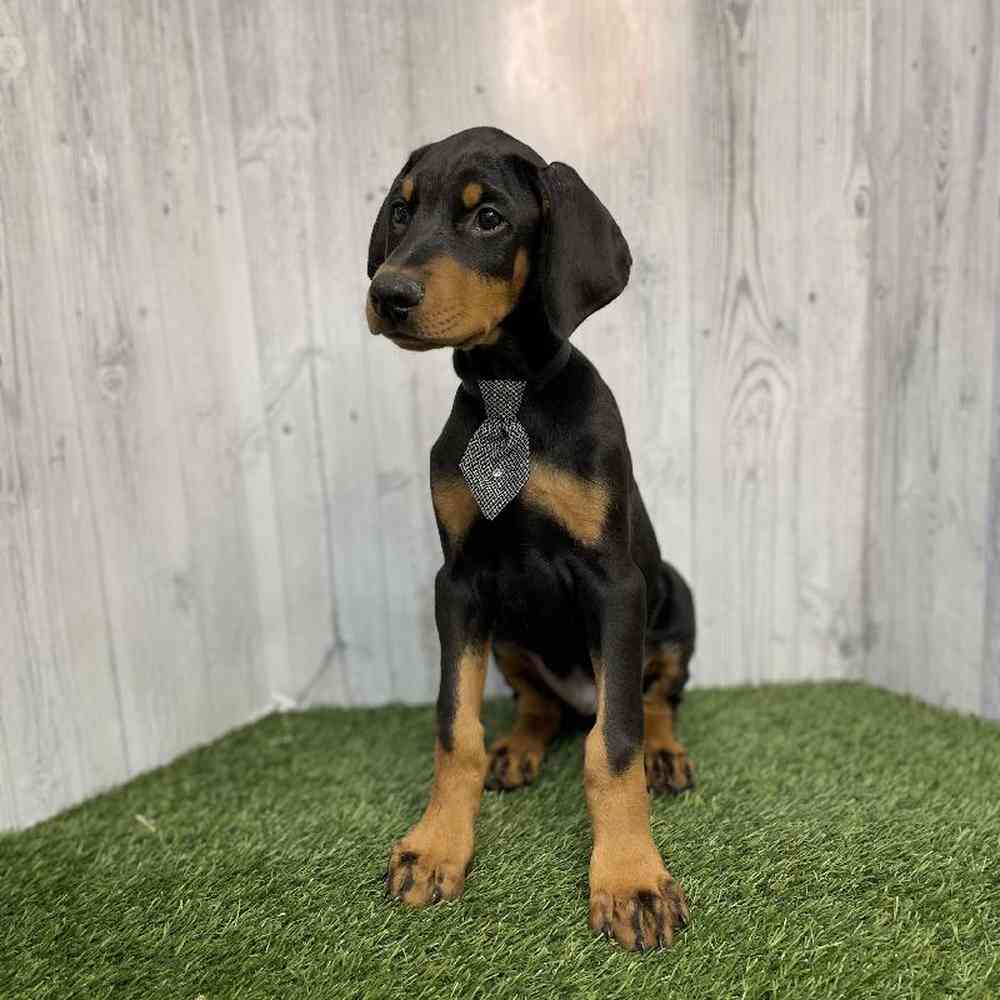 Male Doberman Pinscher Puppy for sale