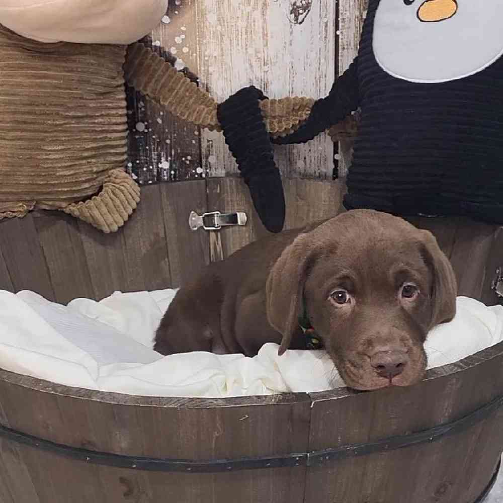 Male Labrador Retriever Puppy for Sale in Saugus, MA