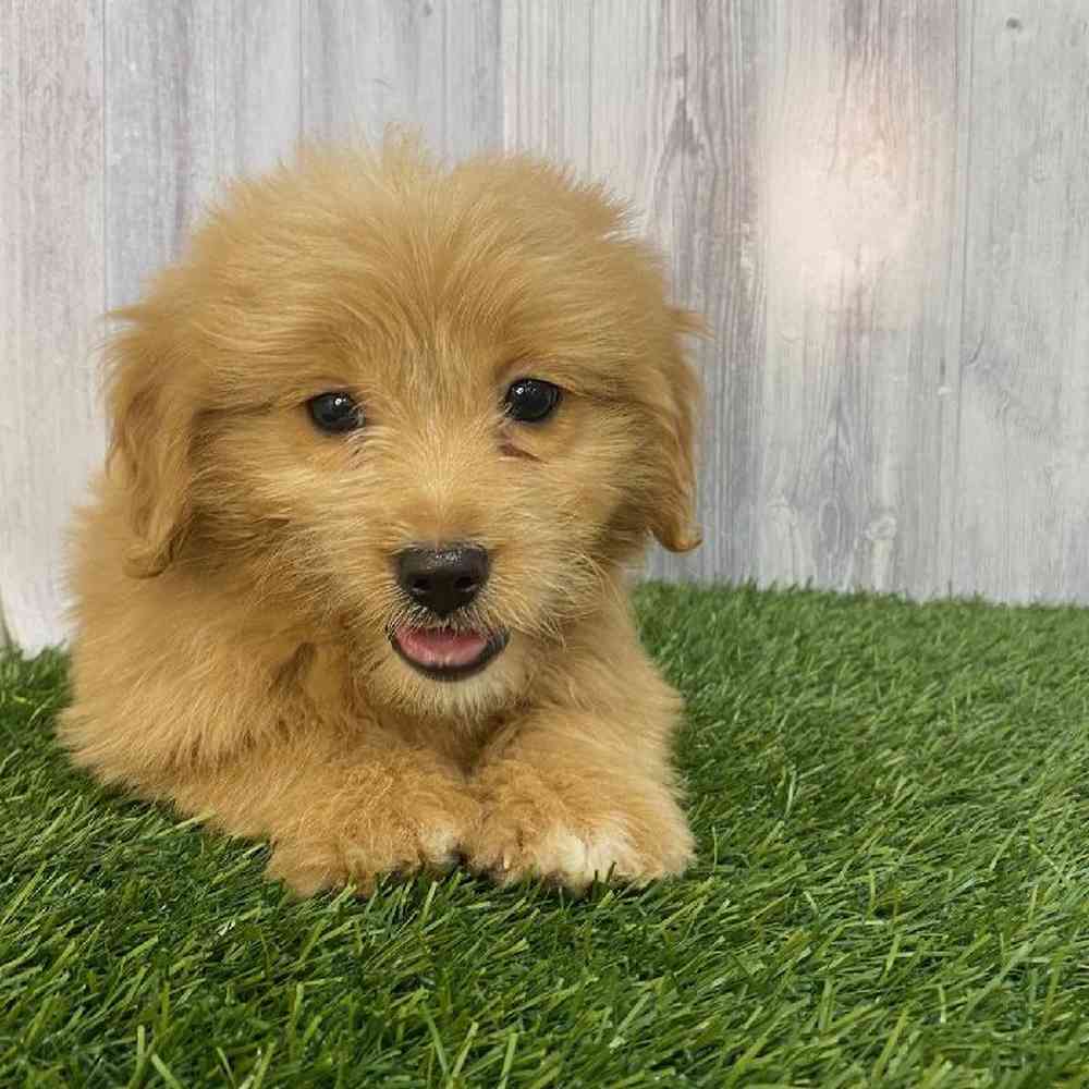 Female Mini Goldendoodle Puppy for Sale in Saugus, MA