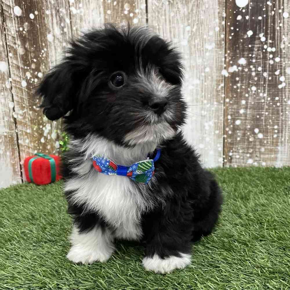 Male Havanese Puppy for Sale in Braintree, MA