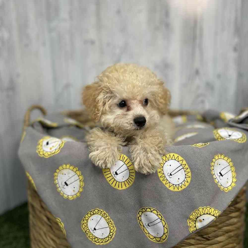 Male Poodle (MINI) Puppy for sale