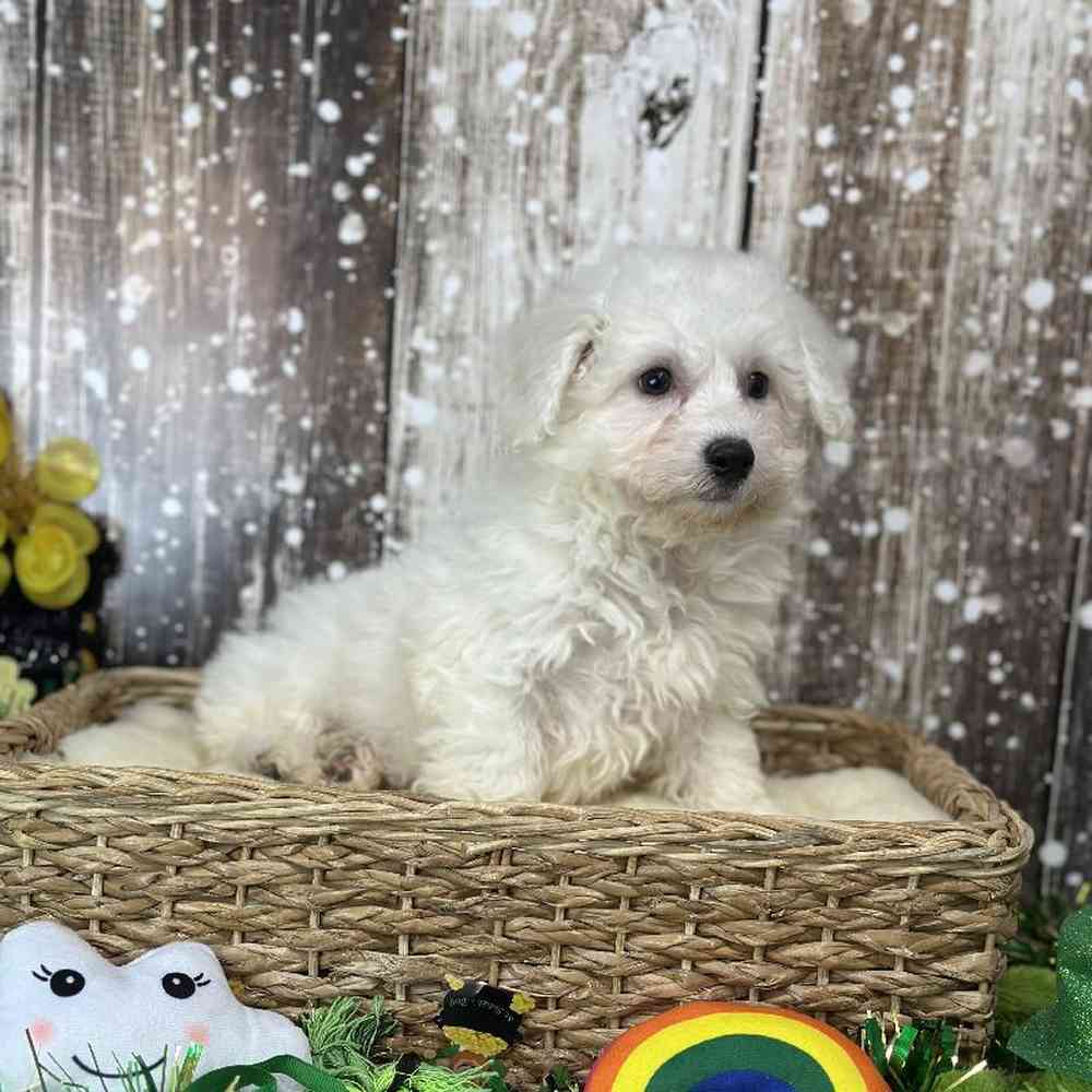 Male Griffichon Puppy for Sale in Saugus, MA