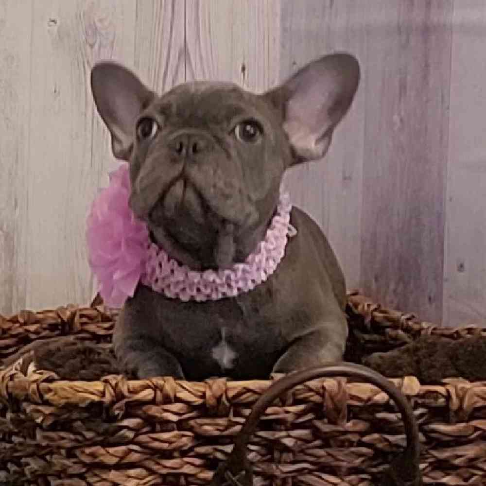 Female French Bulldog Puppy for sale