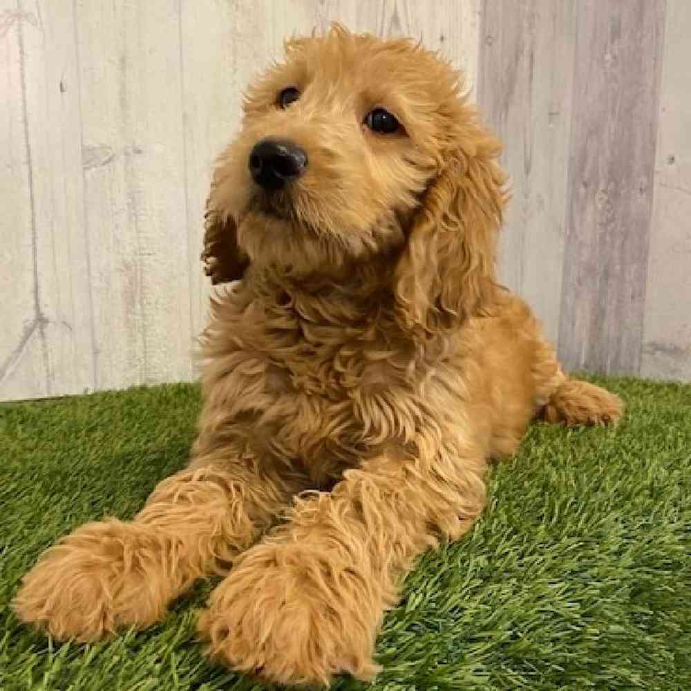 Female Goldendoodle Puppy for sale