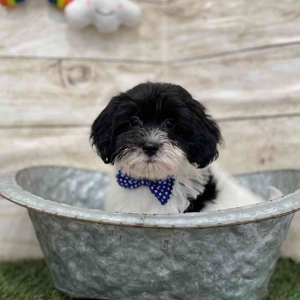 Male Havanese Puppy for Sale in Braintree, MA