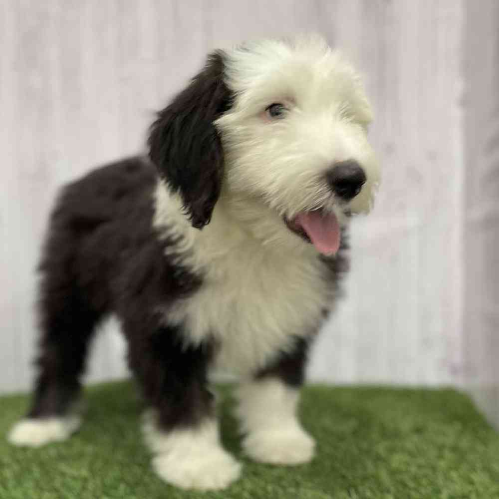 Female Old English Sheepdog Puppy for Sale in Braintree, MA