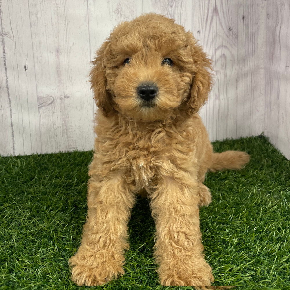 Female Mini Labradoodle 2nd Gen Puppy for Sale in Braintree, MA