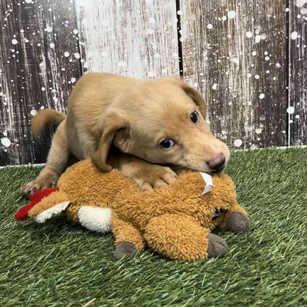 Female Mini Labradoodle 2nd Gen Puppy for Sale in Saugus, MA