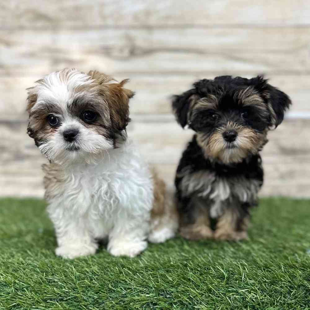 Male Morkie Puppy for Sale in Saugus, MA