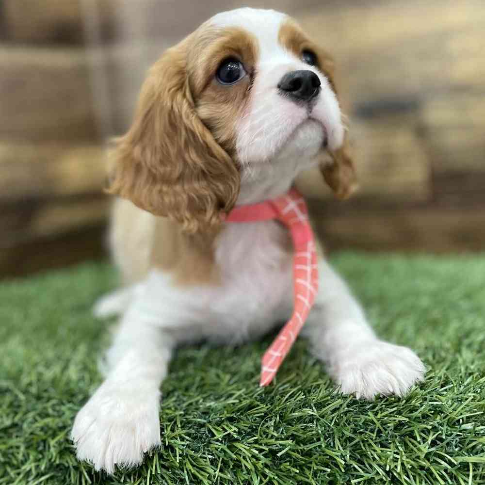Male Cavalier King Charles Spaniel Puppy for Sale in Braintree, MA