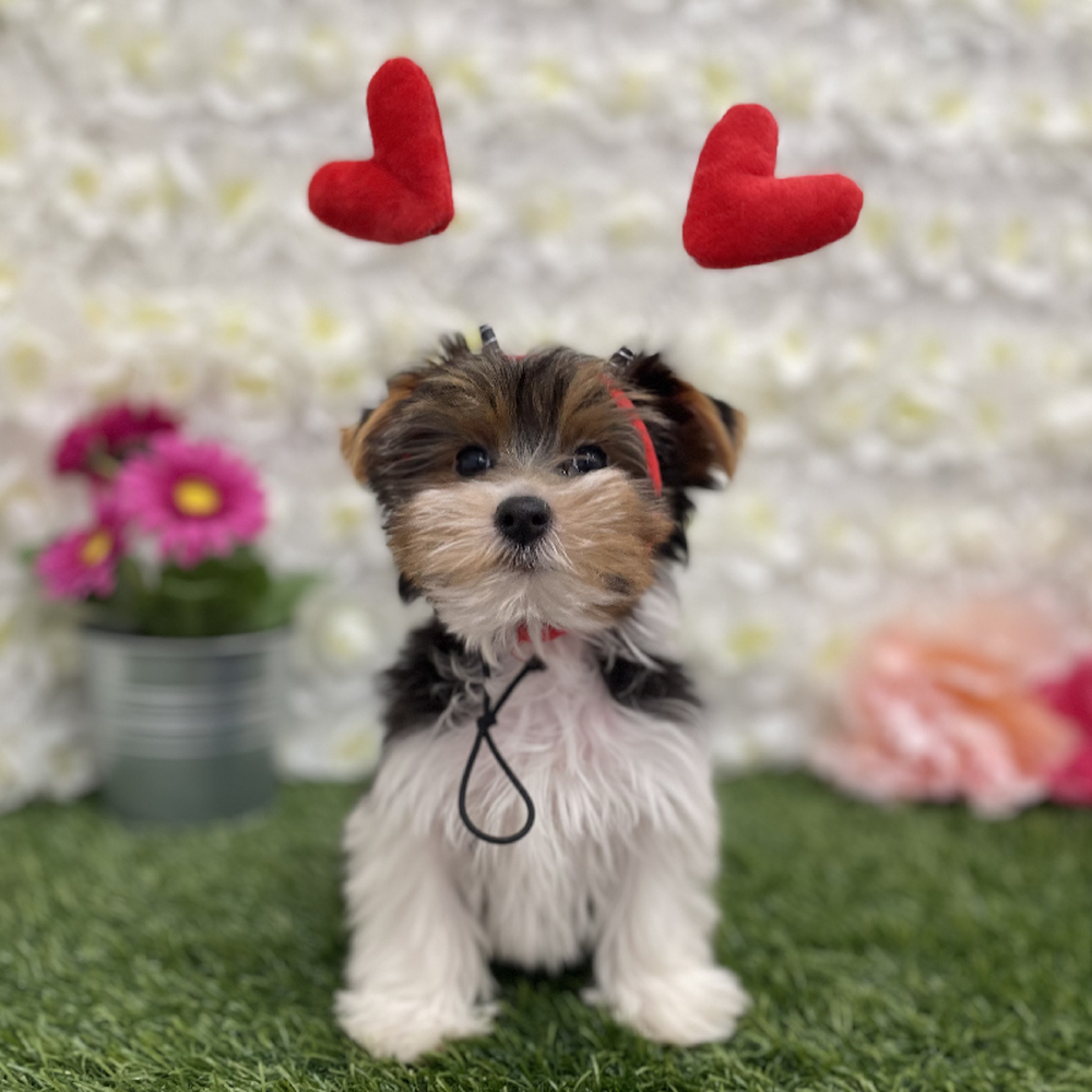Male Yorkshire Terrier Puppy for Sale in Braintree, MA