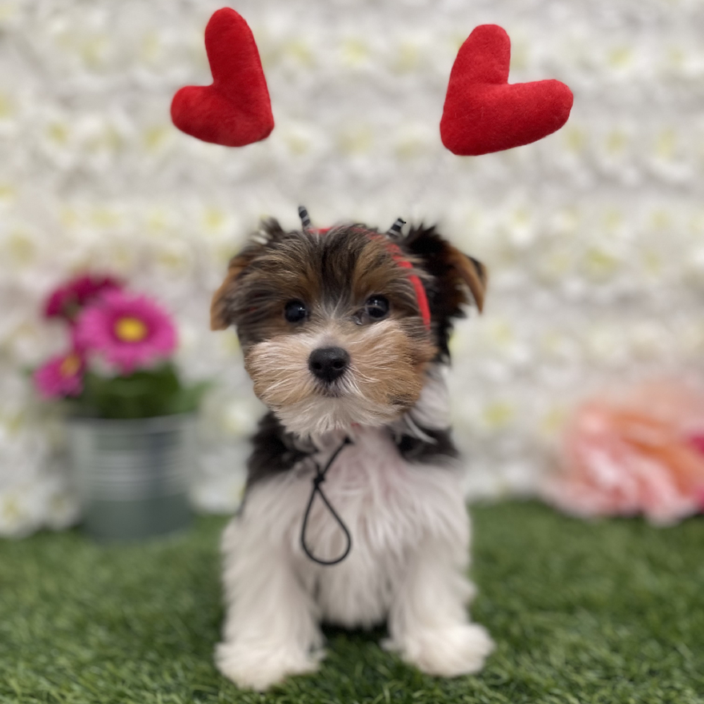 Male Yorkshire Terrier Puppy for Sale in Braintree, MA