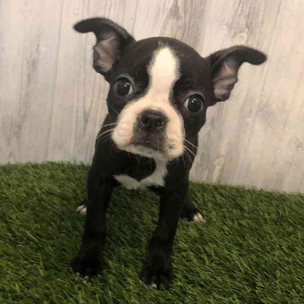 Female Boston Terrier Puppy for sale