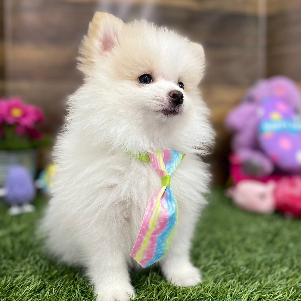 Male Pomeranian Puppy for Sale in Braintree, MA