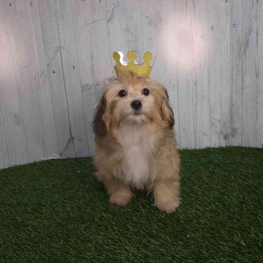 Female Lhatese Puppy for sale