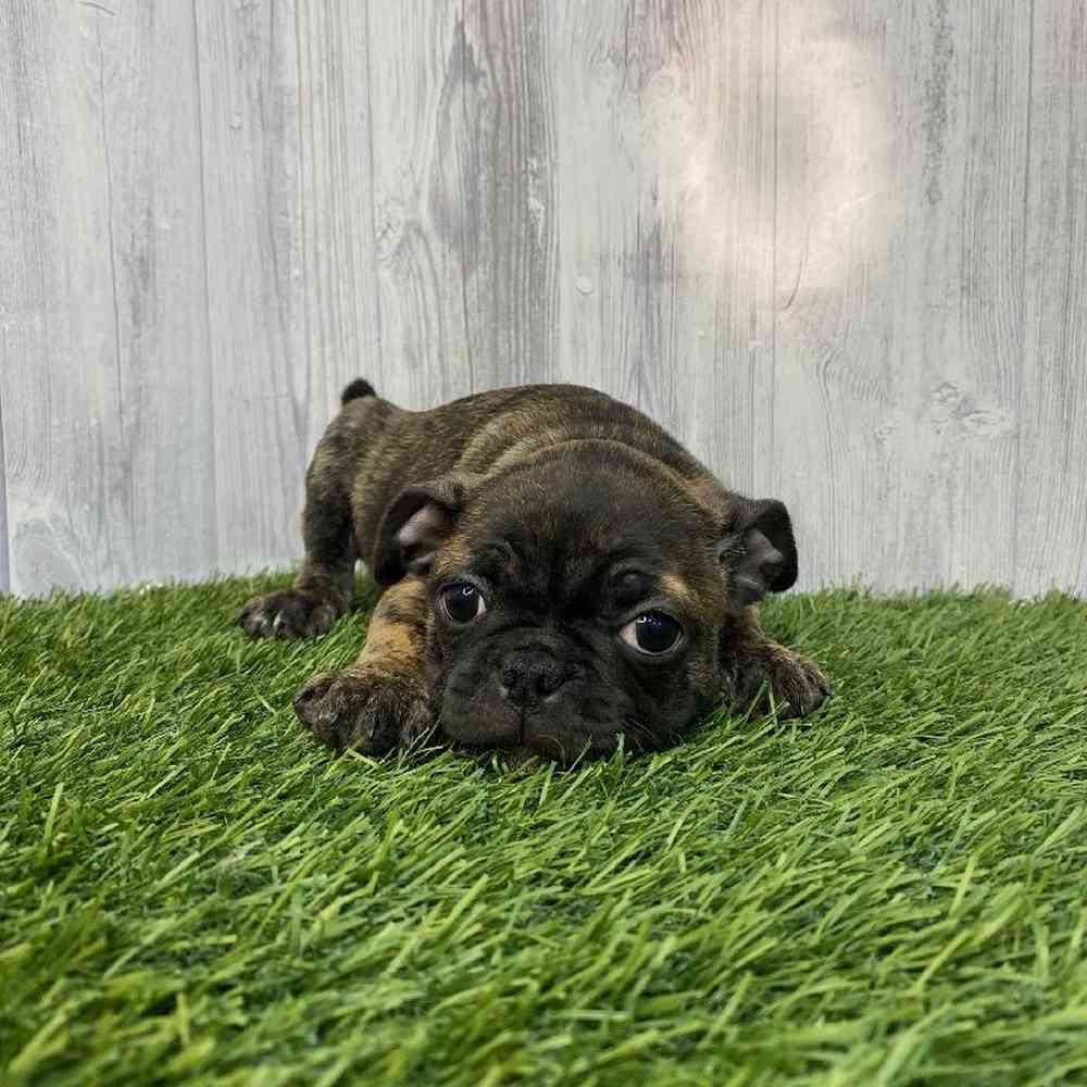 Male Bugg Puppy for Sale in Saugus, MA