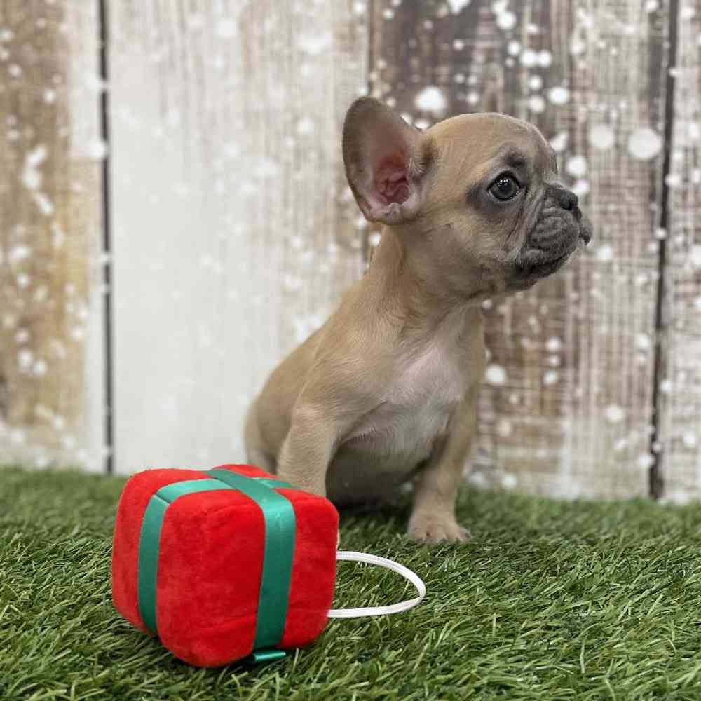 Female French Bulldog Puppy for Sale in Braintree, MA
